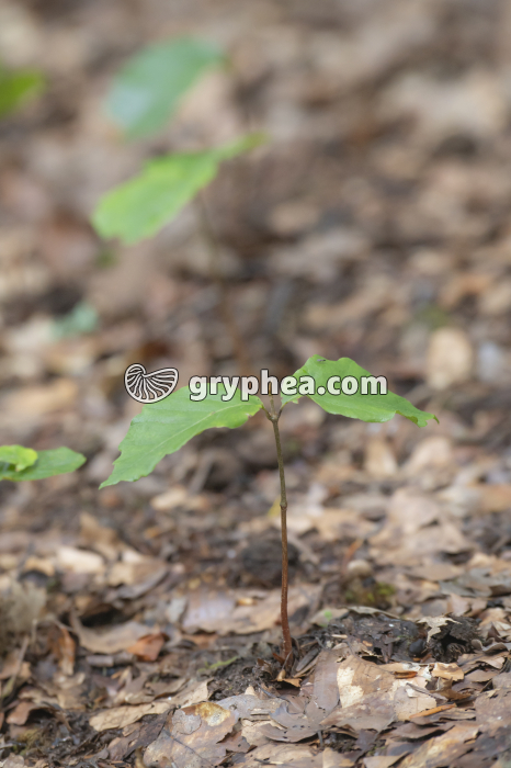 Hêtre (Fagus sylvatica) - Jeune plant après germination - gryphea.com
